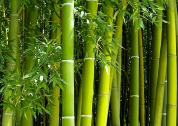 PCN 059517 Bamboo