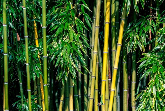 venesta-washrooms-infinite-bamboo